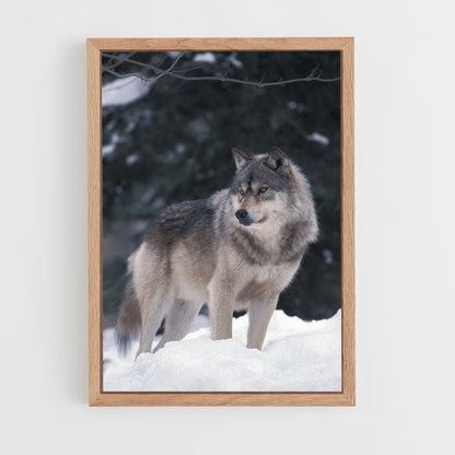 Lobo de invierno Póster